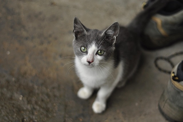Free Kitten Cat photo and picture