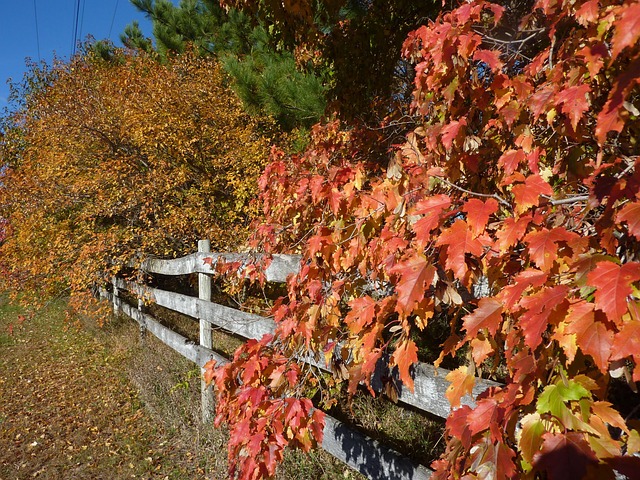 Free Fall Autumn photo and picture