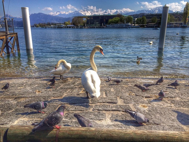 Svaner, Luzern, Blå, Vand, Himmel
