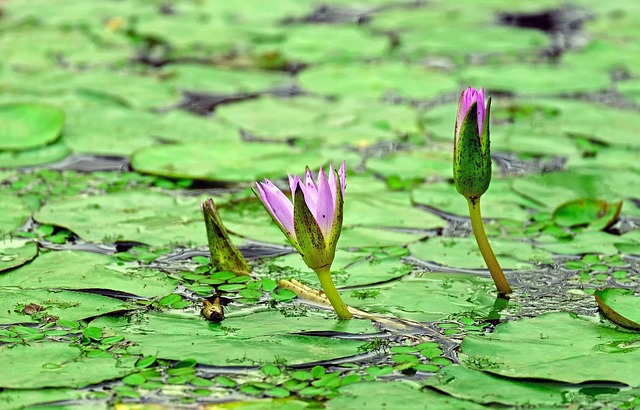 Free Water Lily Lily Pads photo and picture