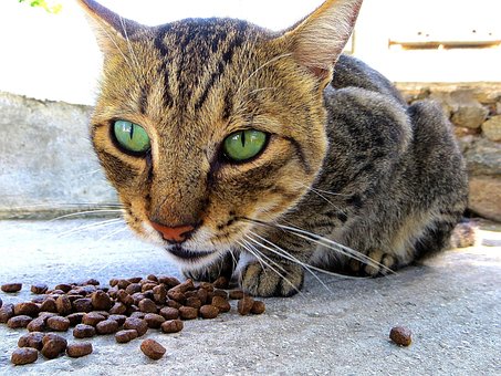 Kat, Fisse, Tømmermænd, Dyr, Mykonos Kat