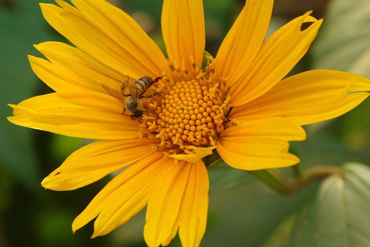 Bee Nectar Sunflower Free photo on Pixabay Pixabay