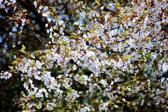 Free Cherry Blossom Zoo photo and picture