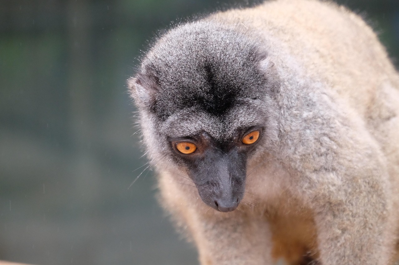 Animal Parque Natureza - Foto gratuita no Pixabay - Pixabay