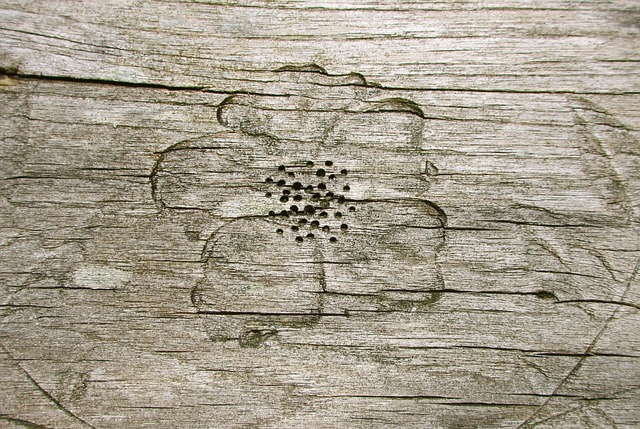 Holz, Textur, Nahaufnahme, Getreide
