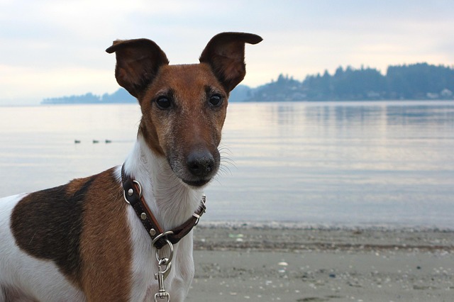 Hund, Smooth Fox Terrier, Terrier, Tier