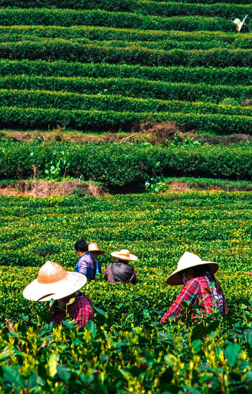 茶山网站建设,打造茶叶行业新名片,助力茶产业腾飞 茶山网站建设,打造茶叶行业新名片,助力茶产业腾飞