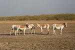 little ran of kutch, bird, gujarat