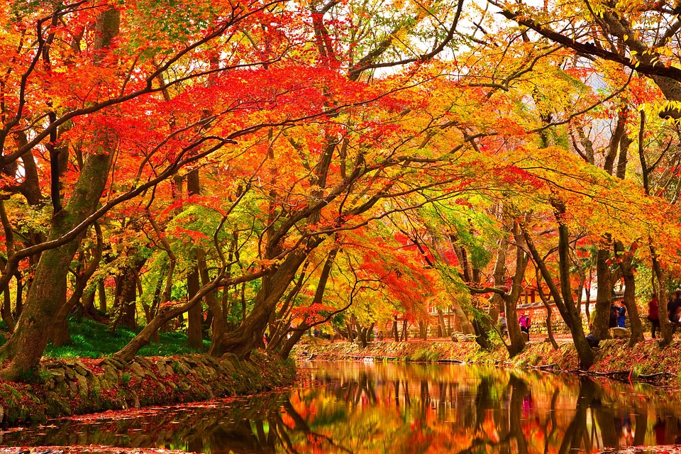 Autumn Leaves Wood The Free Photo On Pixabay