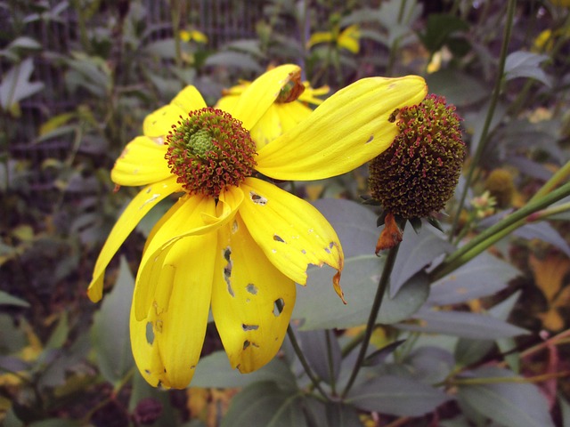 Free Autumn Sun Flower photo and picture