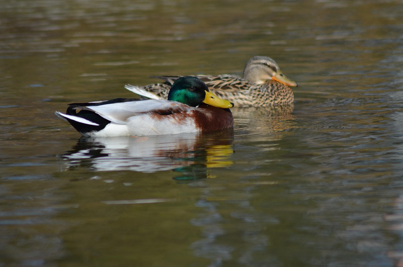 Pato Picture Pato Naturaleza Parque - Foto gratis en Pixabay - Pixabay