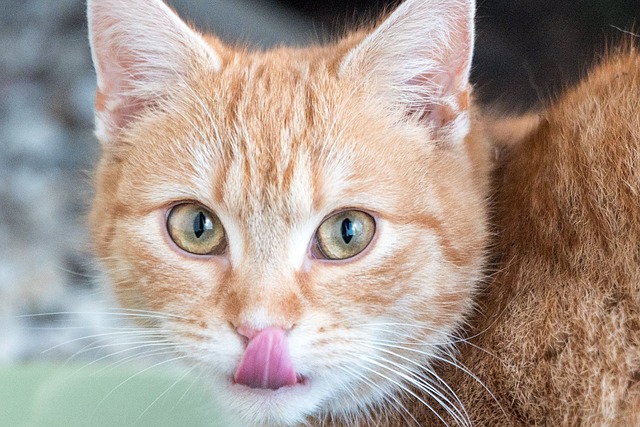 Kat, Jonge Kat, Katje, Tong, Lekker