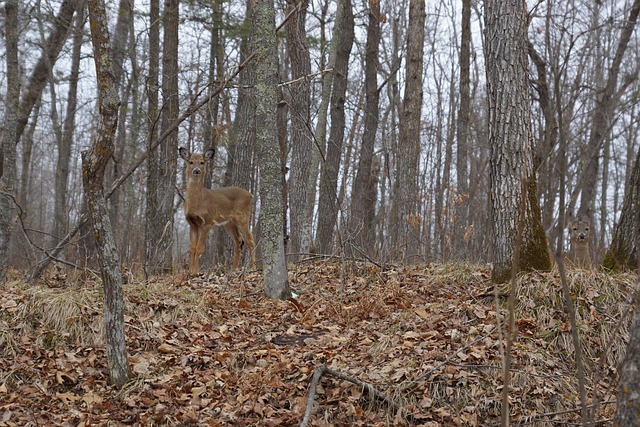 Free Camouflage Deer photo and picture