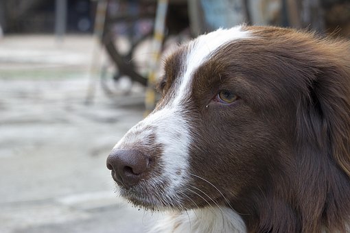 Free Dog Street photo and picture