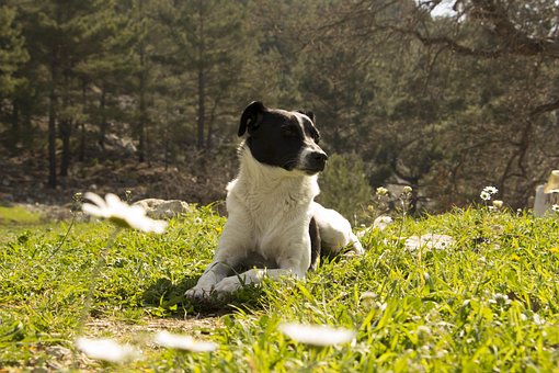 Free Dog Cool photo and picture