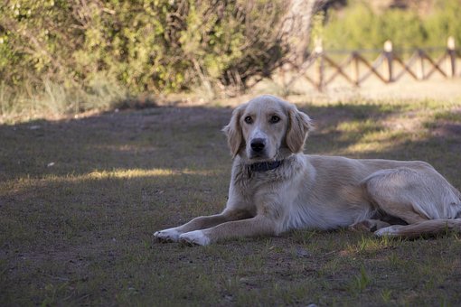 Free Dog Cool photo and picture
