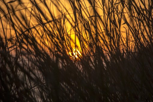 Free Green Sun photo and picture