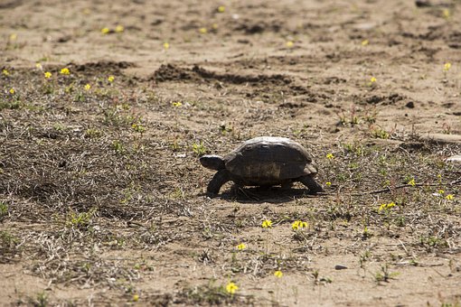 Free Turtle Nature photo and picture