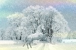 horse, animal, winter