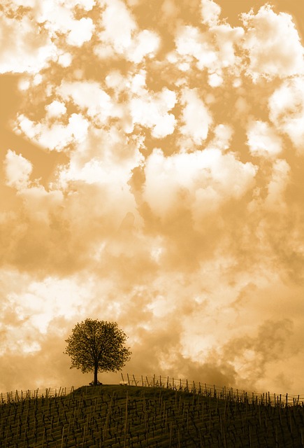 Free Hill Tree photo and picture