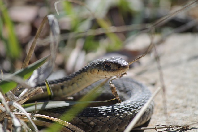 Serpiente, Reptil, Fauna Silvestre