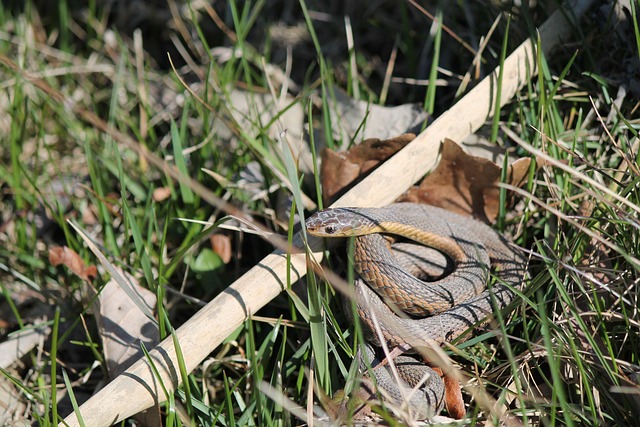 Serpiente, Liga, Reptil, Fauna Silvestre
