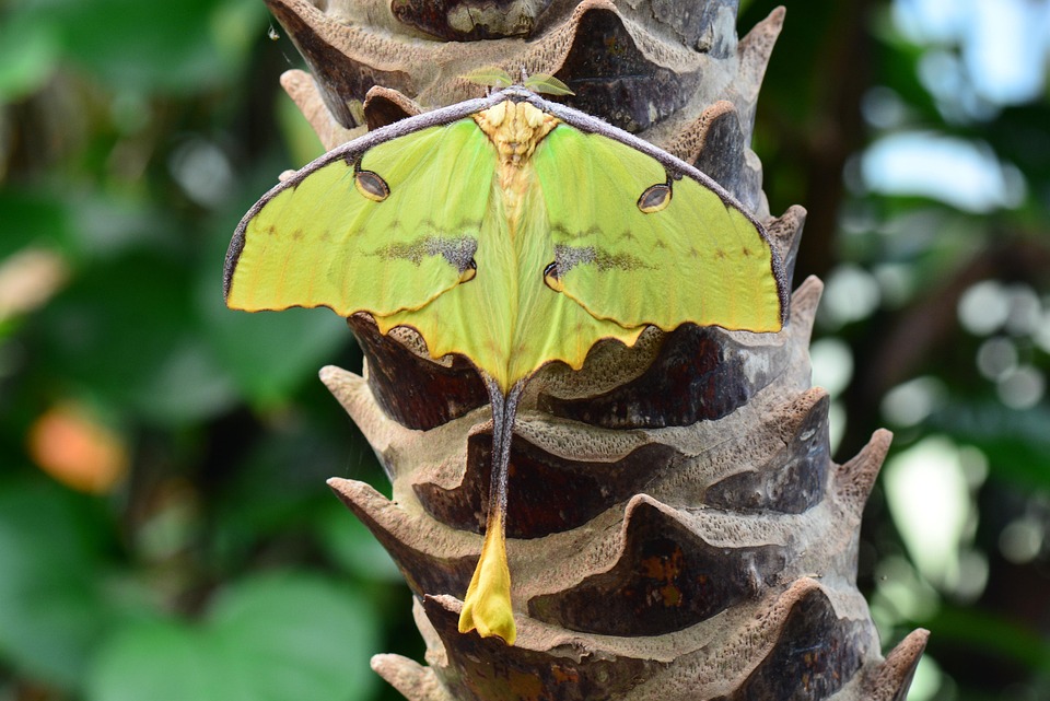 Moon Fly Insect Madagascar Moon Moth Bug - Free photo on Pixabay