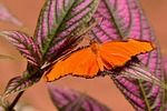 orange julia, butterfly, wings