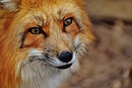 fuchs, wildpark poing, animal