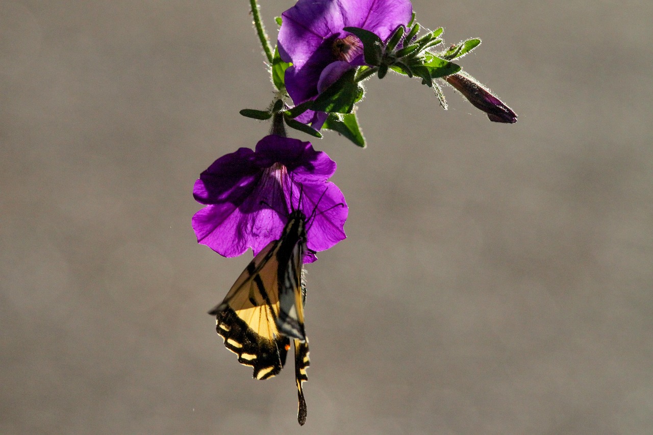 Petunia Mariposa Monarca - Foto gratis en Pixabay - Pixabay
