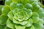 cotyledon orbiculata, succulent plants, green
