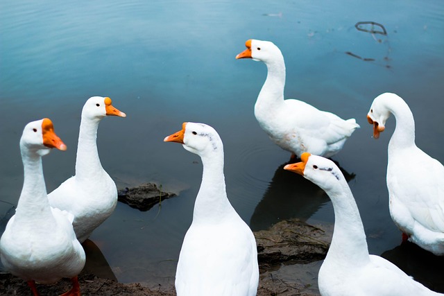 Free Goose Animal photo and picture
