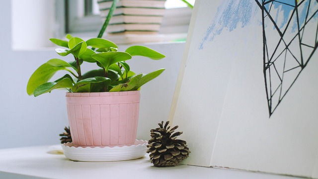 Free Indoor Potted Plants photo and picture