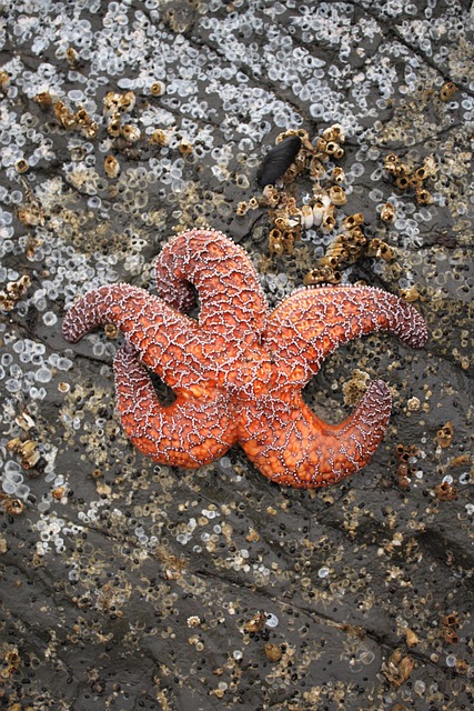 Free Starfish Beach photo and picture