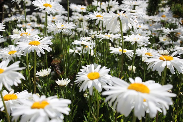Free Daisies Flowers photo and picture