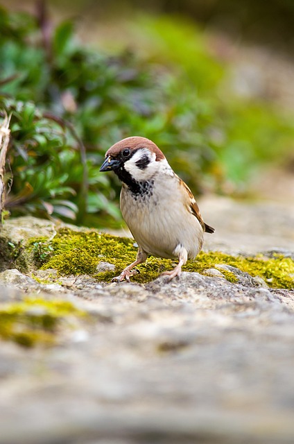 Vogel, Zangvogel, Natuur, De Lente