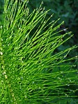 horsetail, green, drops