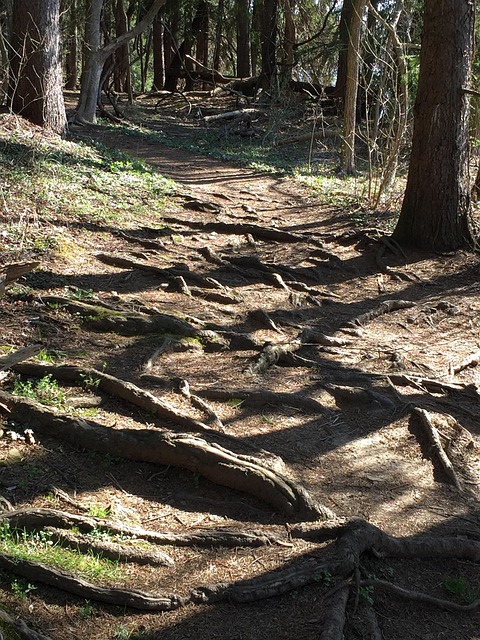 Free Roots Path photo and picture