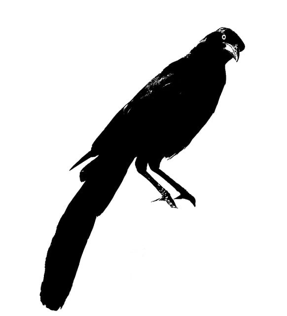 Download free HD stock image of Crow Bird Free crow bird nature illustration