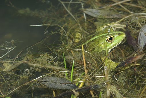 Free Frog Batrachian photo and picture