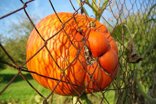 Free Pumpkin Halloween photo and picture