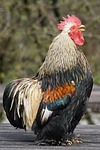cochin, chicken, hahn