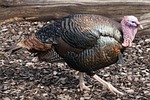 turkey, bird, huehnerrvogel
