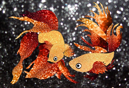Glitzer-Goldfisch, Funkeln, Goldfisch