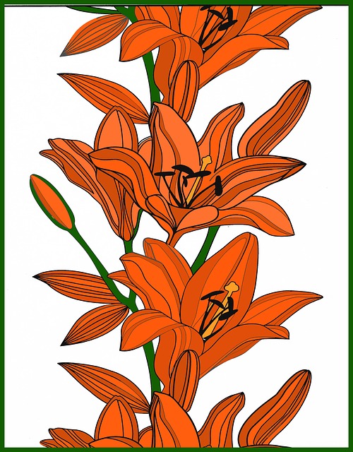 Lilie, Blumen, Orange, Lilly, Feder