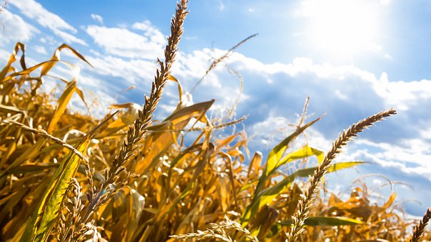 Free Drought Summer photo and picture