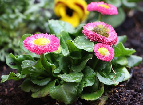 Daisy, Blomst, Lyserød, Plante, Natur