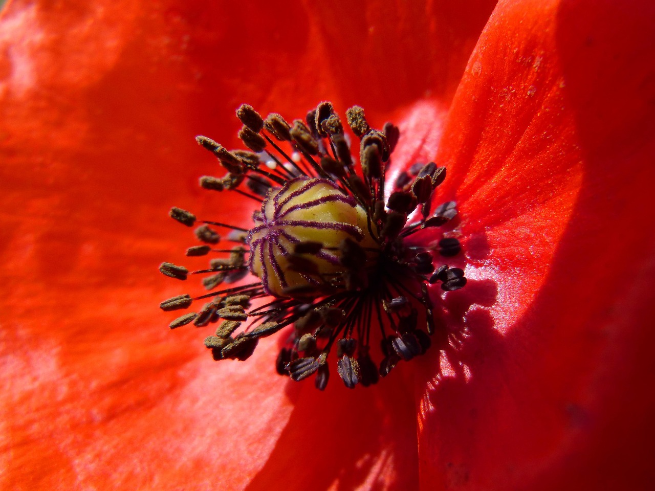 poppy-1312564_1280.jpg