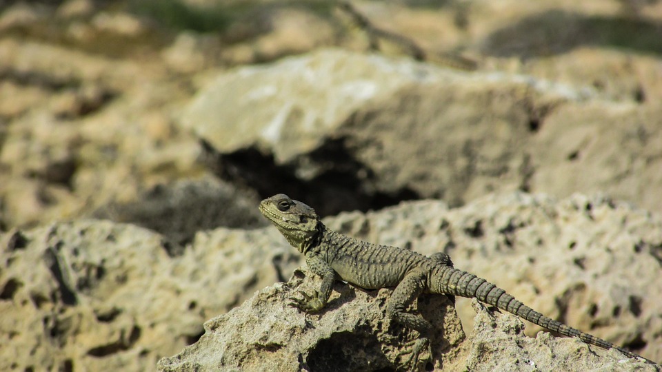 Cyprus Lizard Kurkutas · Free photo on Pixabay