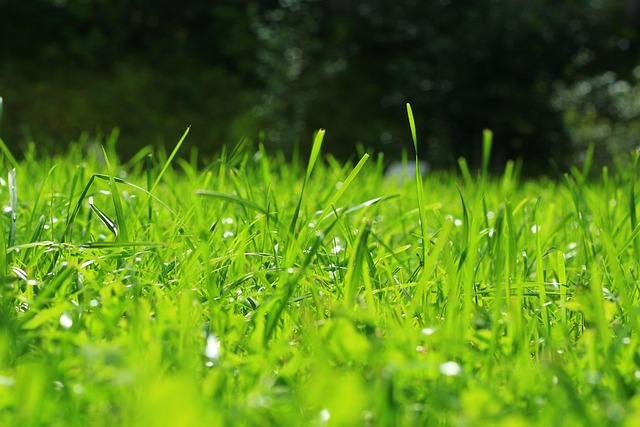 Free Grass Green photo and picture